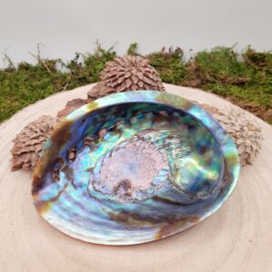 Abalone Muschel